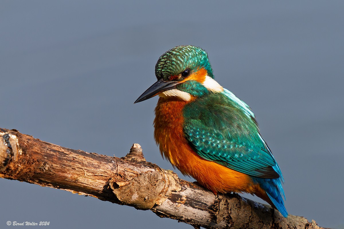 Eisvogel 6