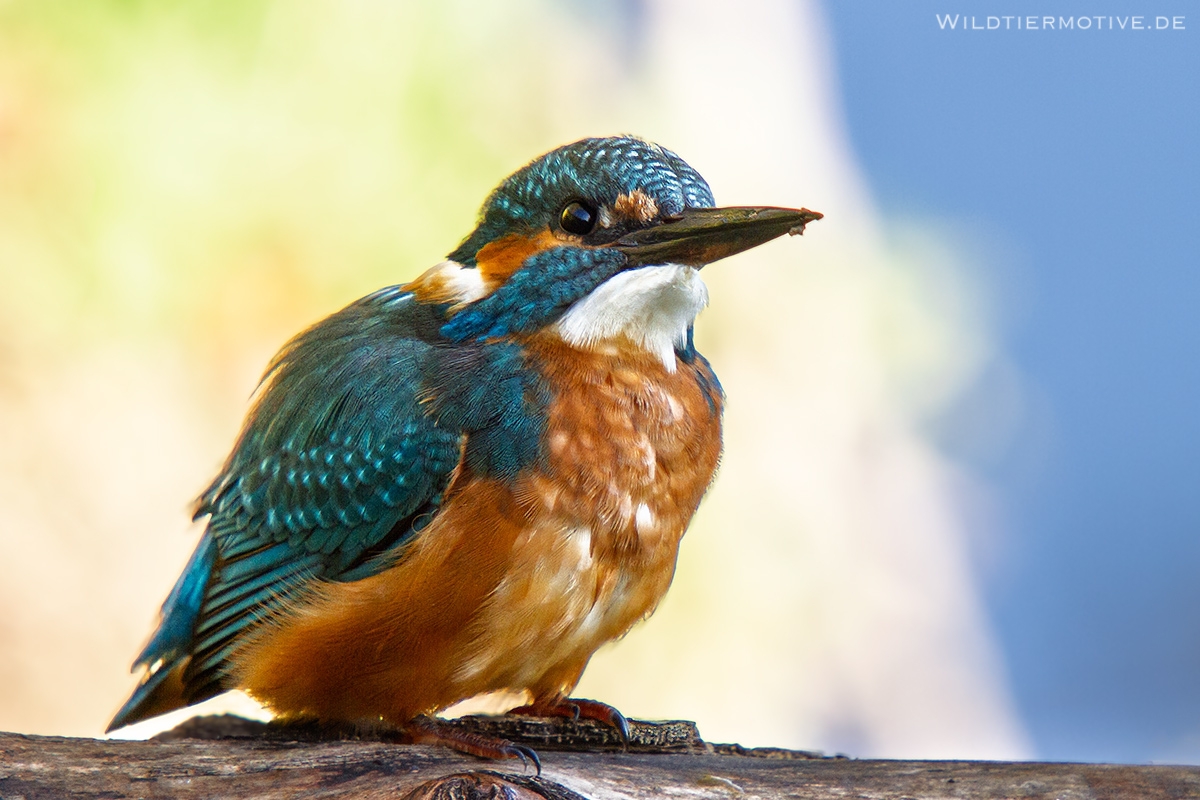 Eisvogel 8