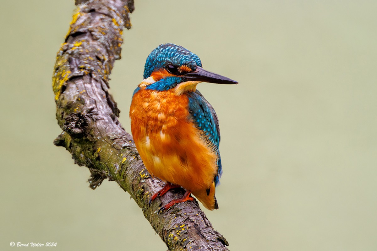 Eisvogel-1