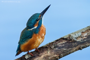 Eisvogel 10