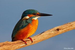 Eisvogel 3
