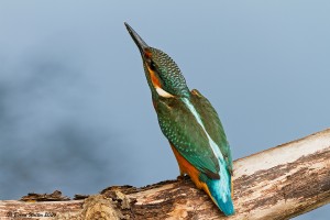 Eisvogel 5