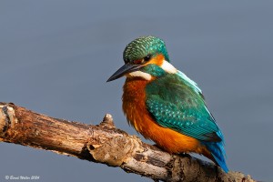 Eisvogel 6