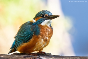 Eisvogel 8
