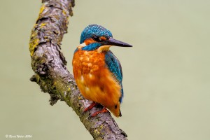 Eisvögel