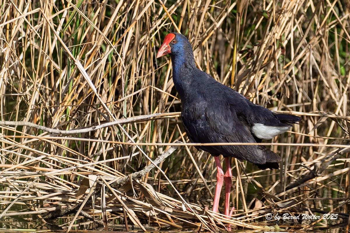 Purpurhuhn 1