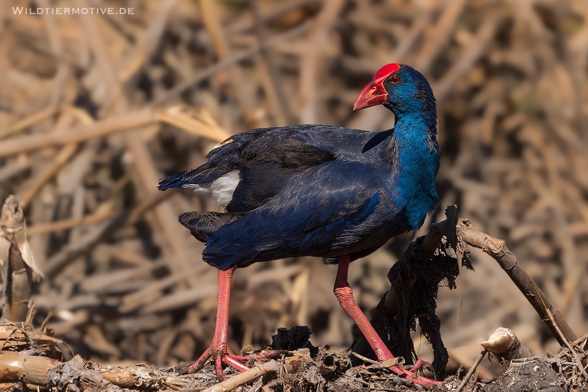 Purpurhuhn 2