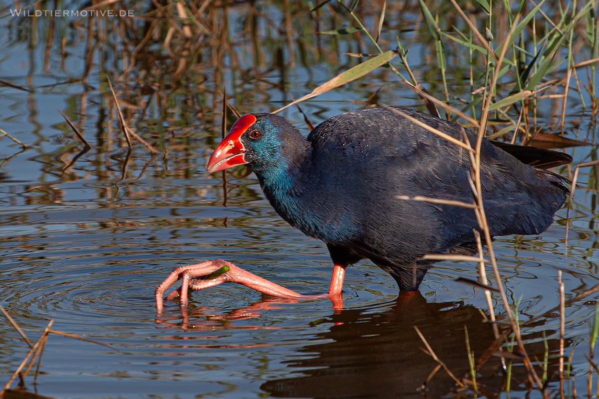 Purpurhuhn 4