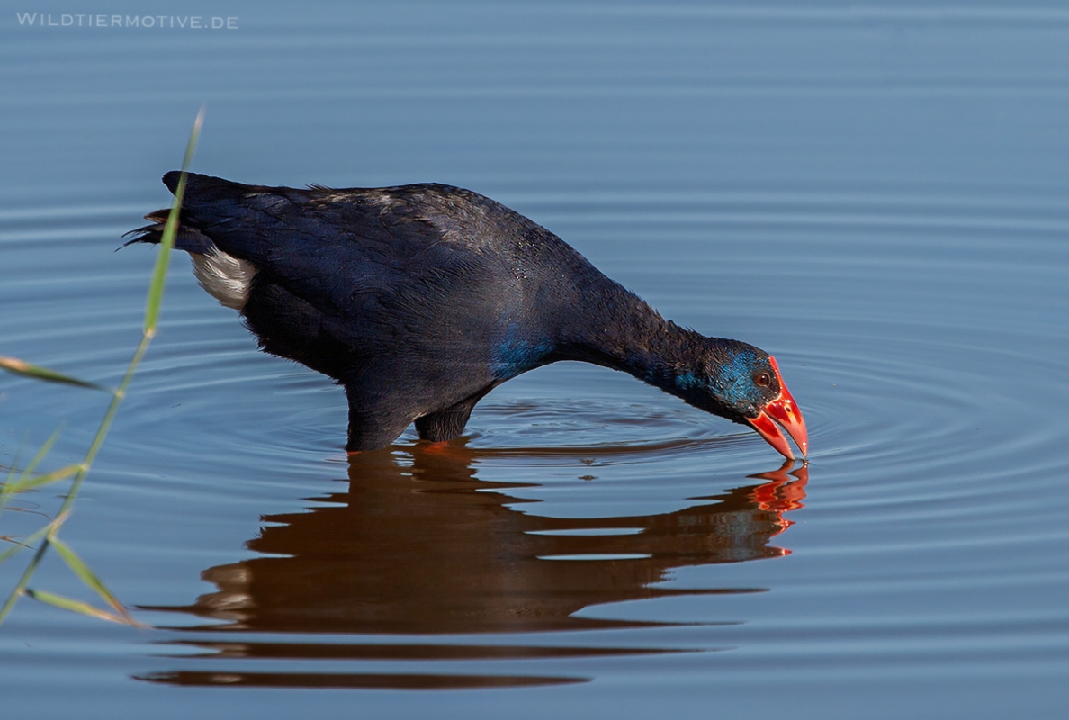 Purpurhuhn 5