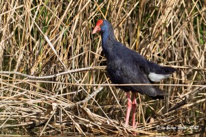 Purpurhuhn