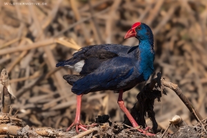 Purpurhuhn 2