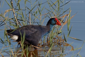 Purpurhuhn 3