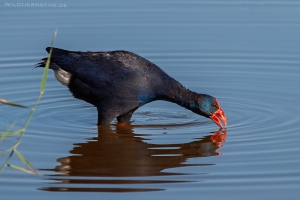Purpurhuhn 5