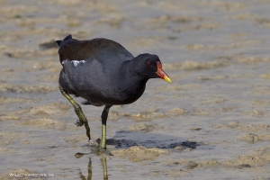 Teichhuhn