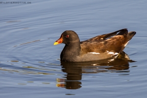 Teichhuhn 4