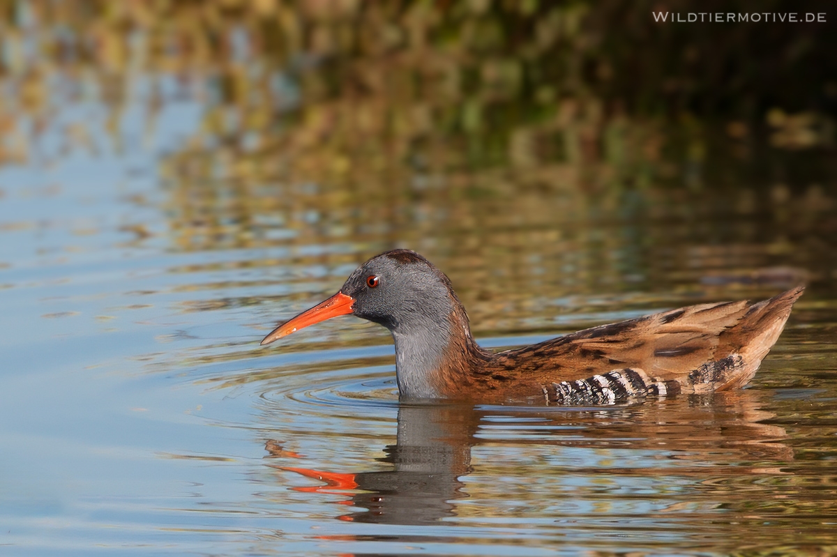 Wasserralle 1