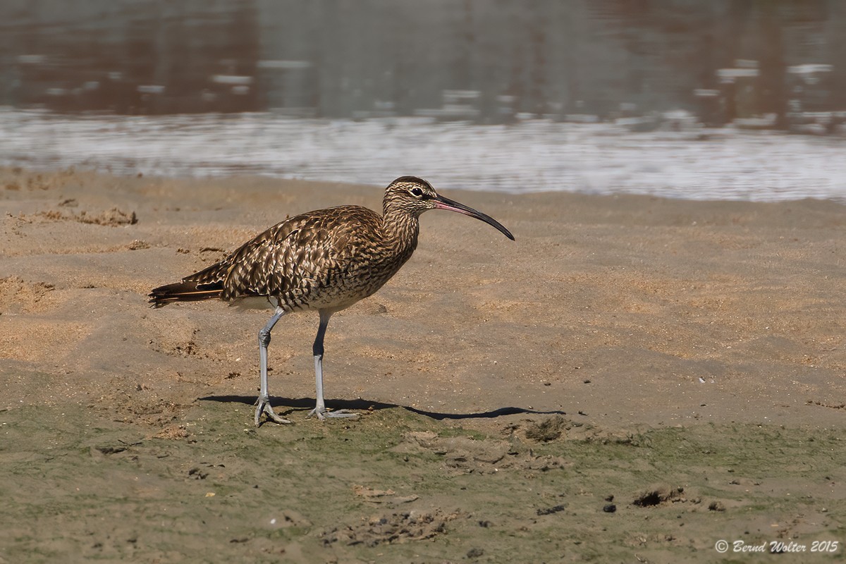 Regenbrachvogel 1