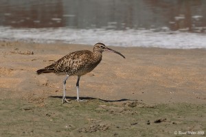 Regenbrachvogel
