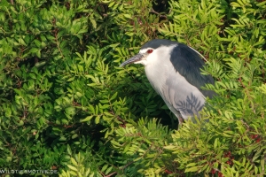 Reiher