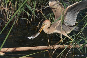Junger Purpurreiher-2