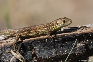Zauneidechse