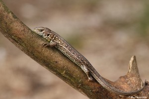 Zauneidechse 2