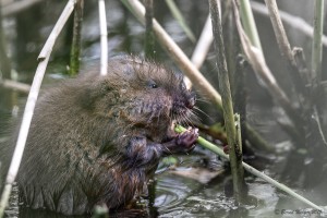 Bisamratte