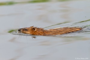 Bisamratte 3