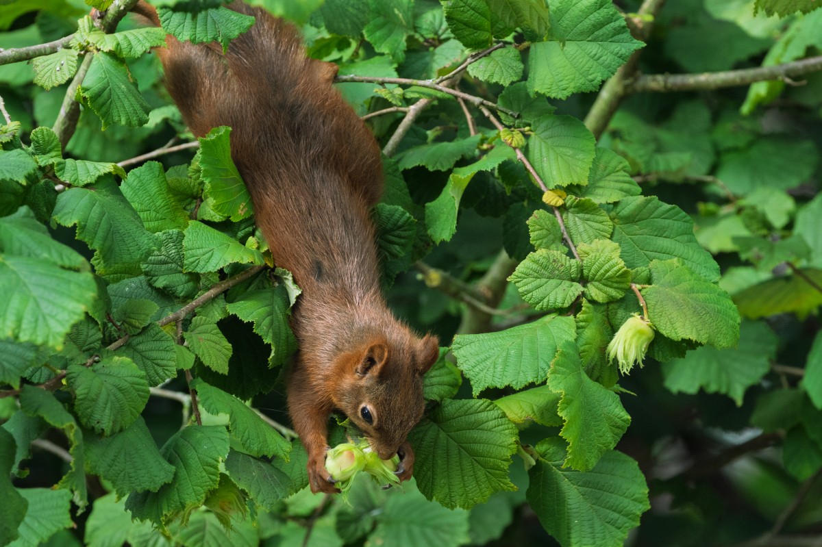 Eichhörnchen 1