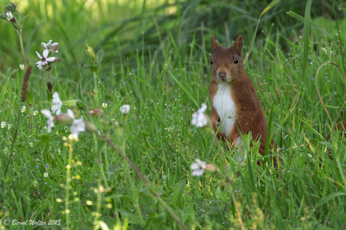 Eichhörnchen 2