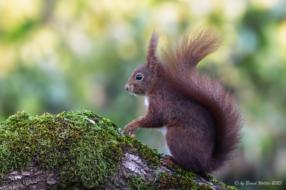 Eichhörnchen 4