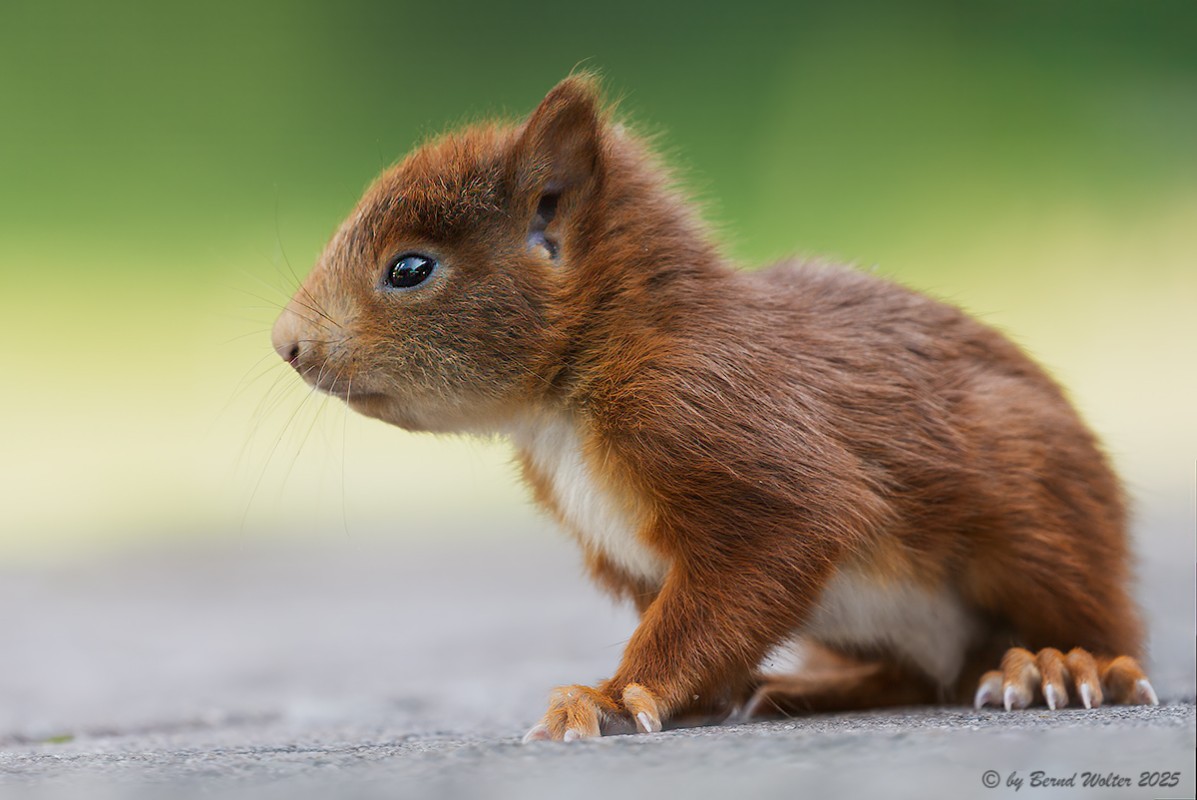 Eichhörnchen 5