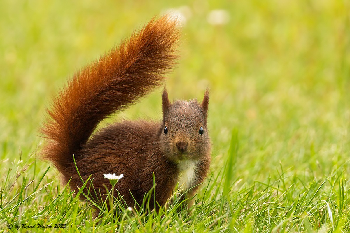 Eichhörnchen 7
