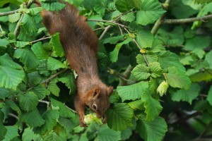 Eichhörnchen