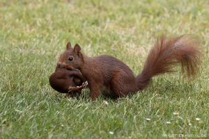 Eichhörnchen 11