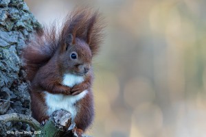 Eichhörnchen 3