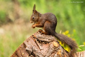 Eichhörnchen 6