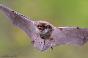 Fledermäuse