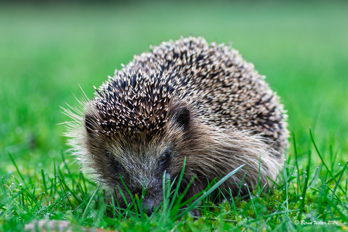 Igel 2