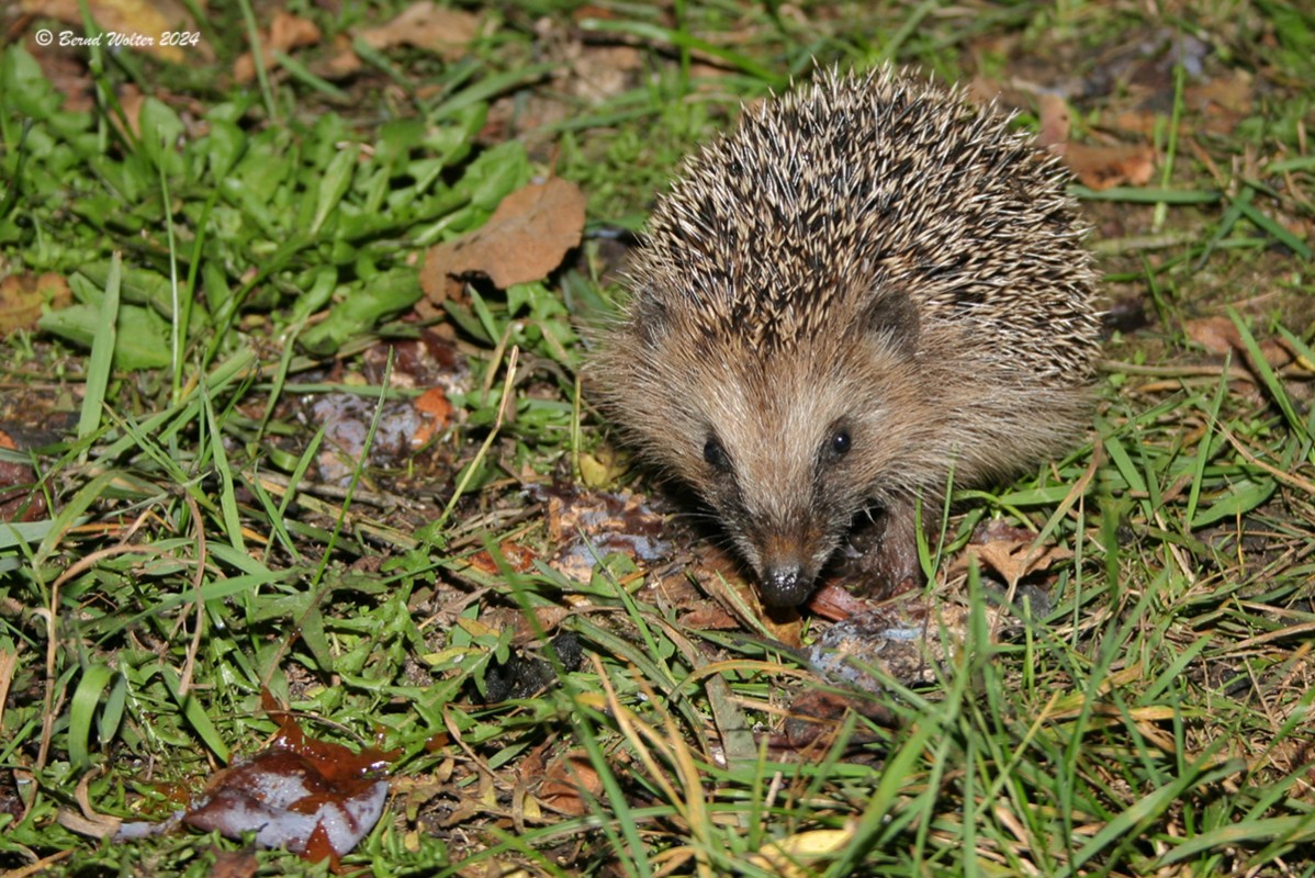 Igel 4