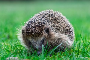 Igel 2