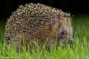 Igel 3
