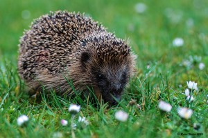 Igel