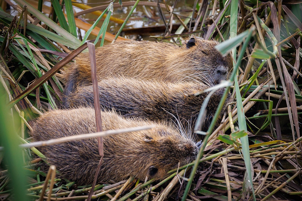 Nutria 4