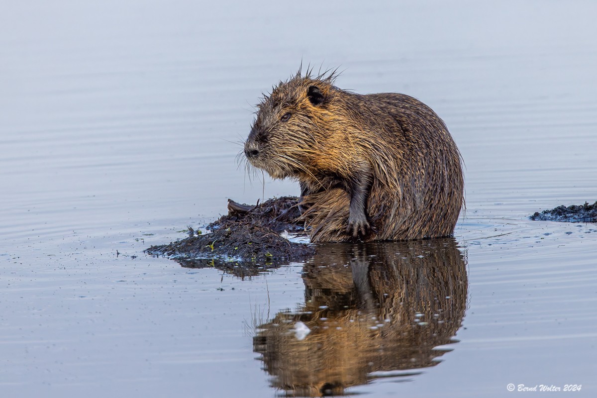 Nutria 1