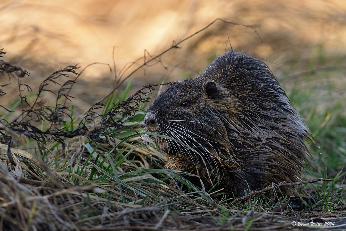 Nutria 2
