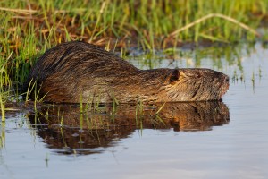 Nutria 3