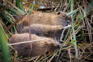 Nutria 4