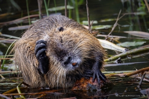 Nutria 5