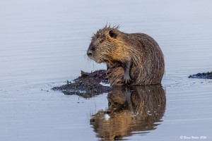 Nutria